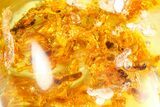 Polished Colombian Copal ( g) - Contains Termites! #364273-1
